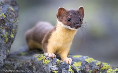 weasel .